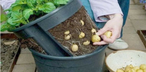 plantar-batatas-baldes-ideal-nao-quintal