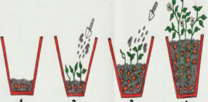 plantar-batatas-baldes-ideal-nao-quintal-2