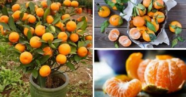 Cultivar tangerina e laranja